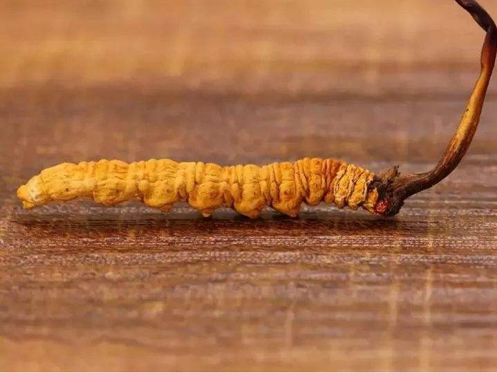 惠州虫草回收商家报价一览