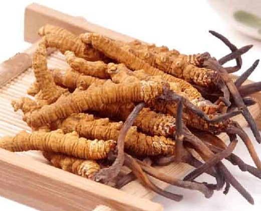 广州虫草回收价格