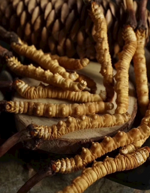 横沥虫草回收商家