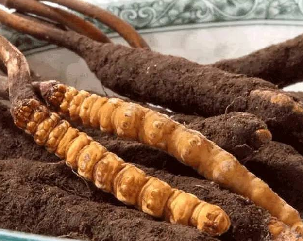 石排虫草回收价格