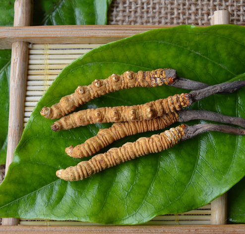 深圳虫草回收商家